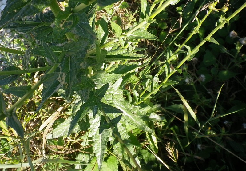 Pianta con palline - Verbascum blattaria